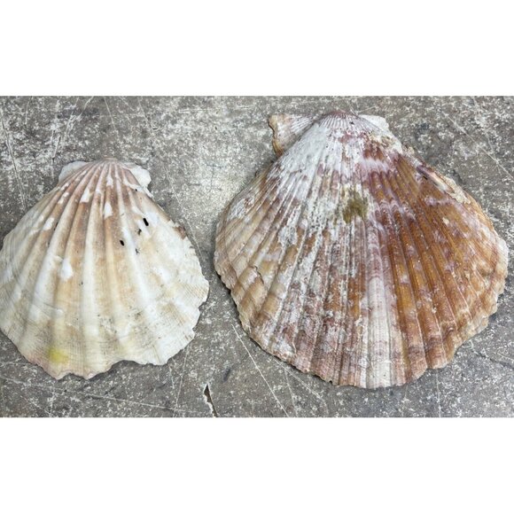 2.6 Lbs Pounds White / Multicolor Calico Scallop Seashells Beach  1" to 1  1/2" - Picture 5 of 8